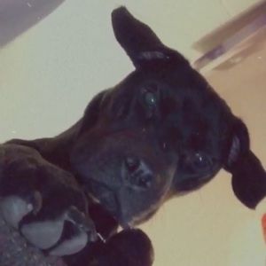 Meet your Posher, Geordie